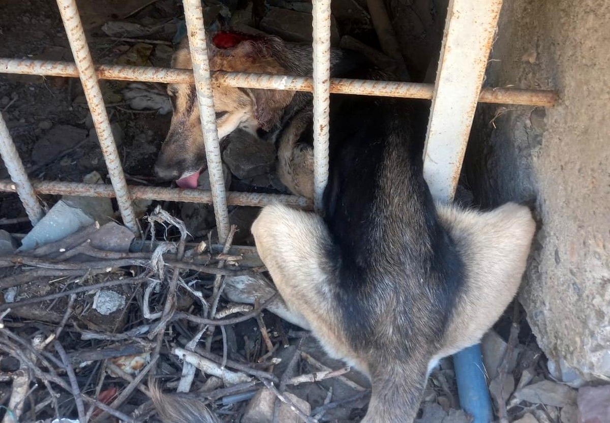 Hakkari\'de demir korkuluklara sıkışan köpek kurtarıldı