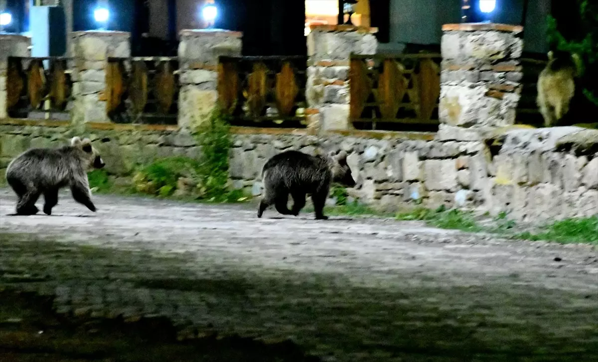 Sarıkamış\'ta Bozayı ve Yavruları Çöp Aradı