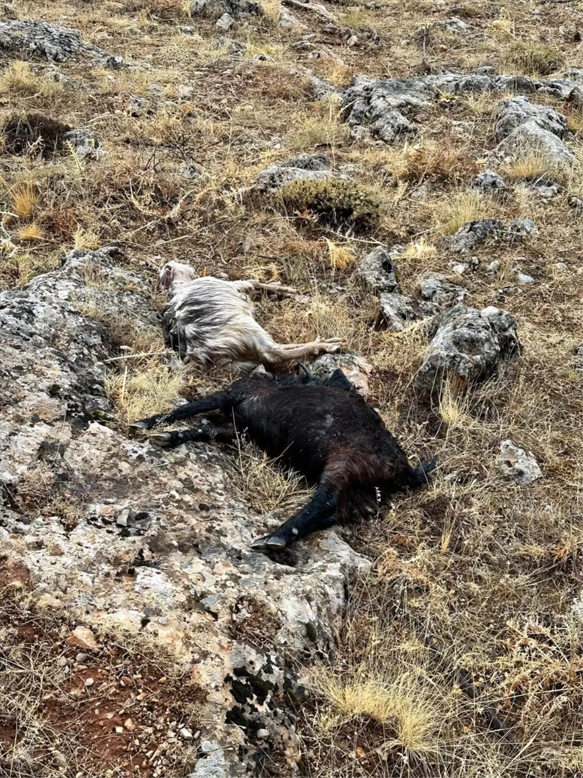 Yıldırım Çobanı Hayatından Etti