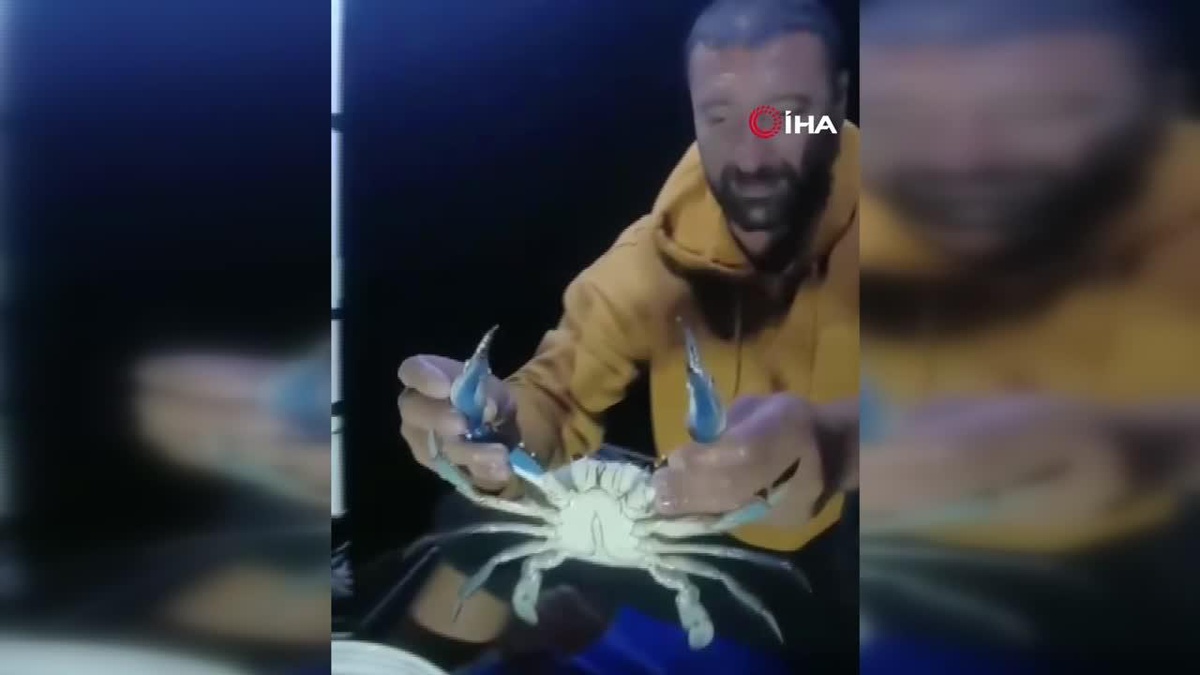 Karadeniz\'de Nadir Mavi Yengeç Keşfi