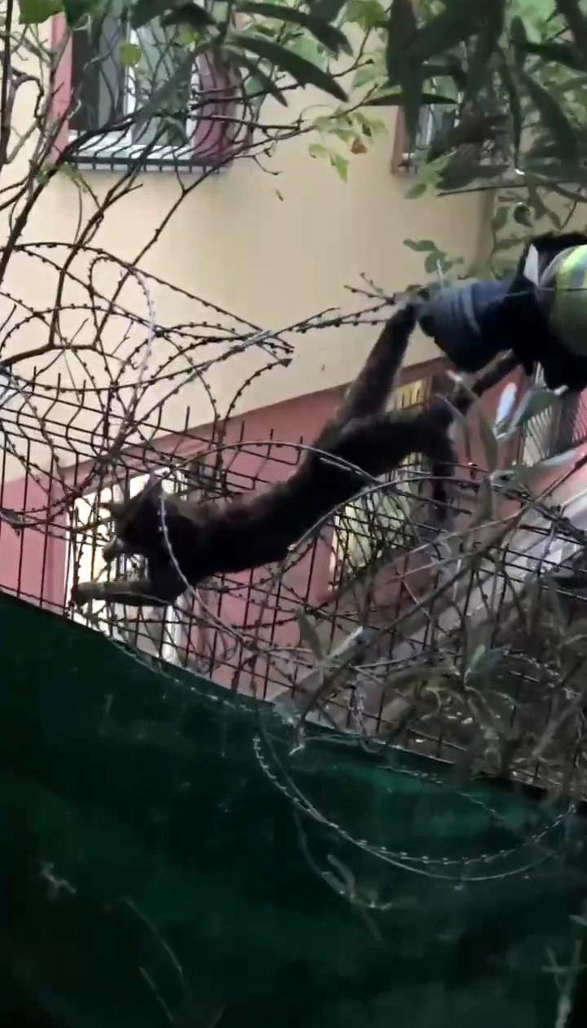 Dikenli Tellerde Mahsur Kalan Kedi Kurtarıldı
