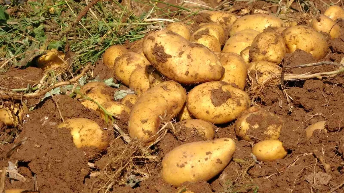 Yozgat\'ta Patates Hasadında Yüksek Verim, Düşük Fiyat