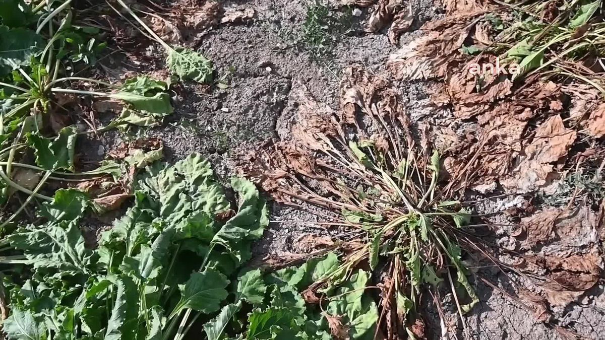 Yozgat\'ta Şeker Pancarında Kriz