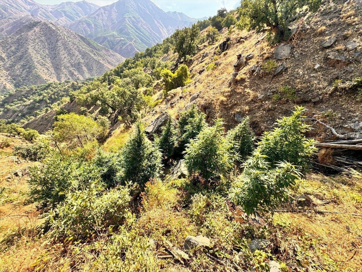 Bingöl\'de 15 Kök Hint Keneviri Ele Geçirildi