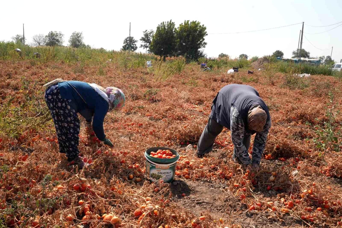 Balıkesir Büyükşehir Belediyesi, çiftçinin tarlada bıraktığı domatesleri ihtiyaç sahiplerine bağışladı