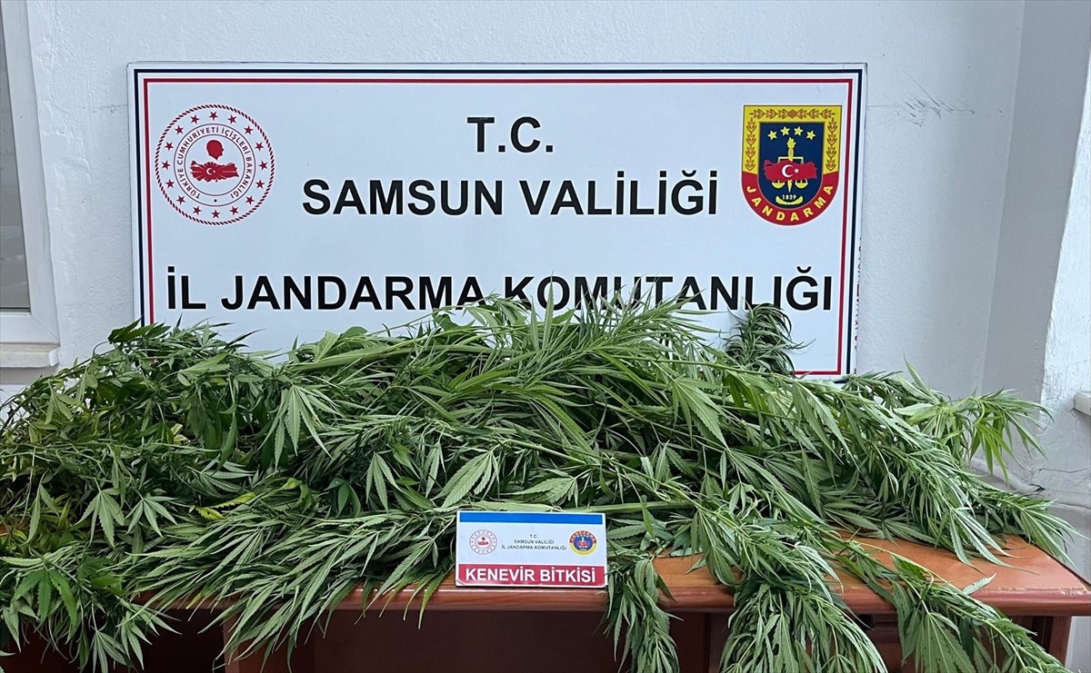 Fındık Bahçesine Kenevir Eken Şüpheli Gözaltında