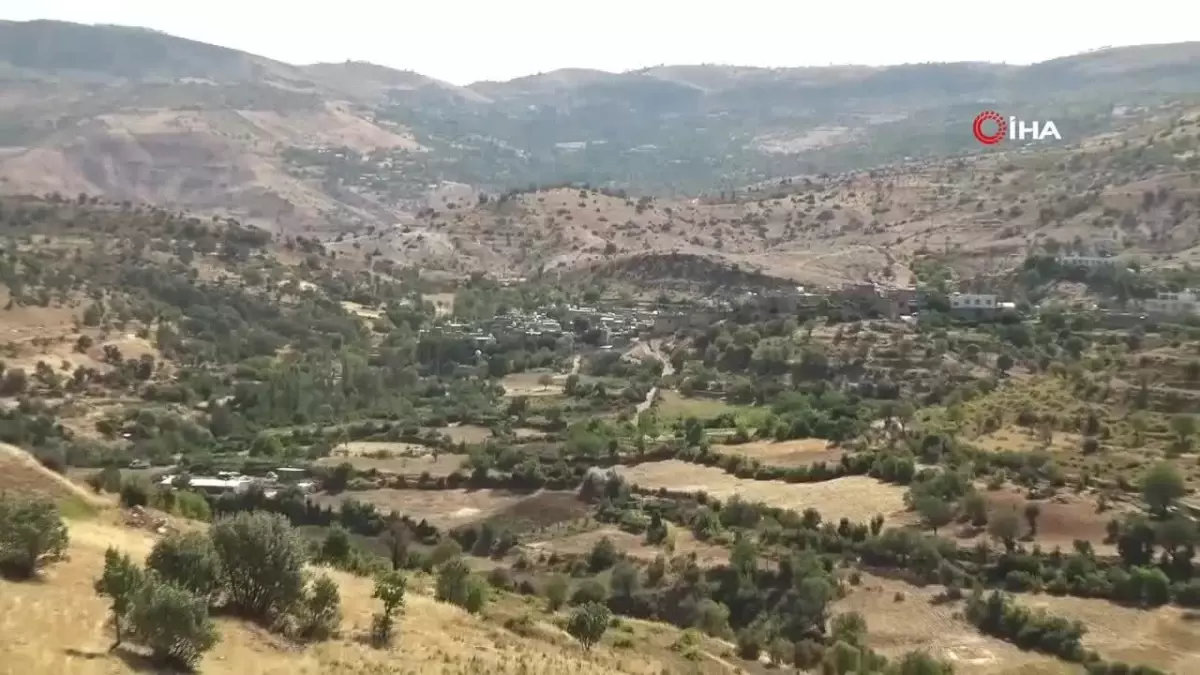 Gercüş\'te sumak hasadı
