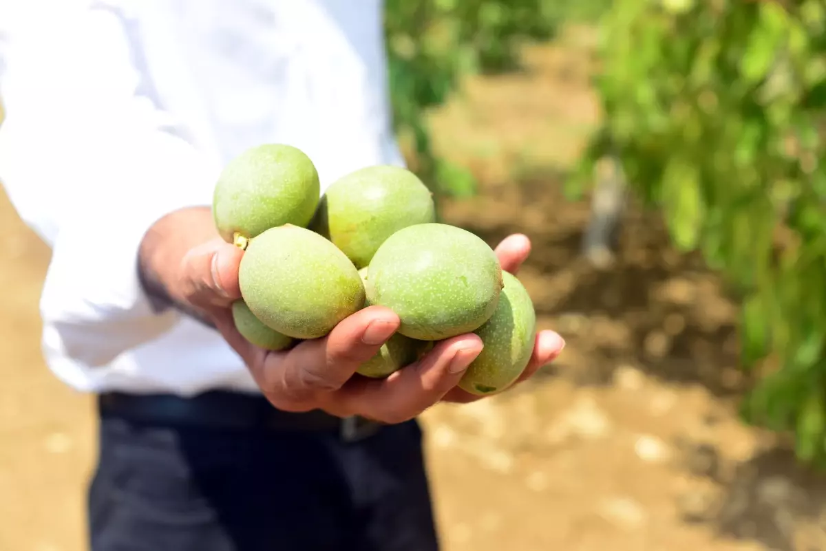 Kahramanmaraş\'ta Çağlayancerit Cevizi Hasadı Başladı