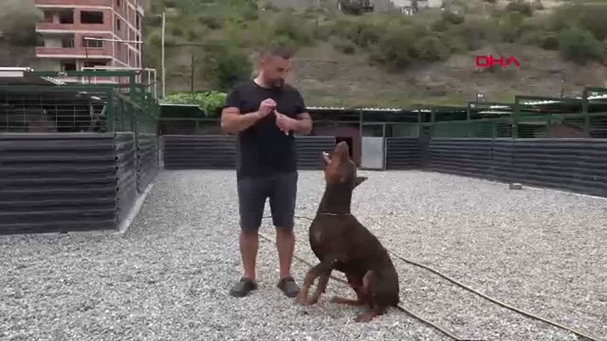 Azerbaycanlı Veteriner Doberman Çiftliği Kurdu