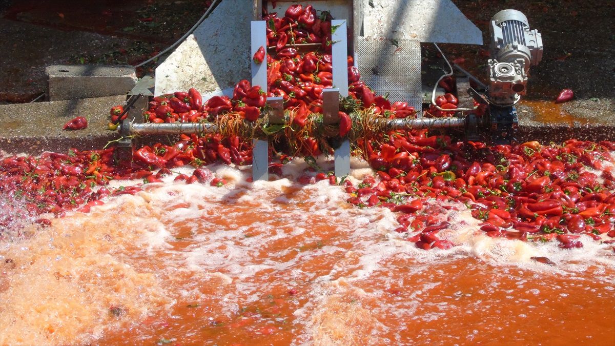 İslahiye Biberi Salça Yolculuğuna Başladı