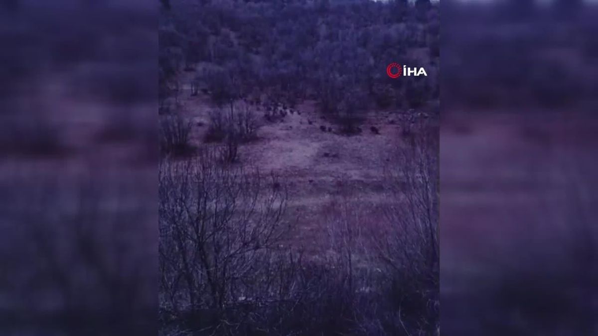 Domuzlar Nar Bahçelerini Tehdit Ediyor