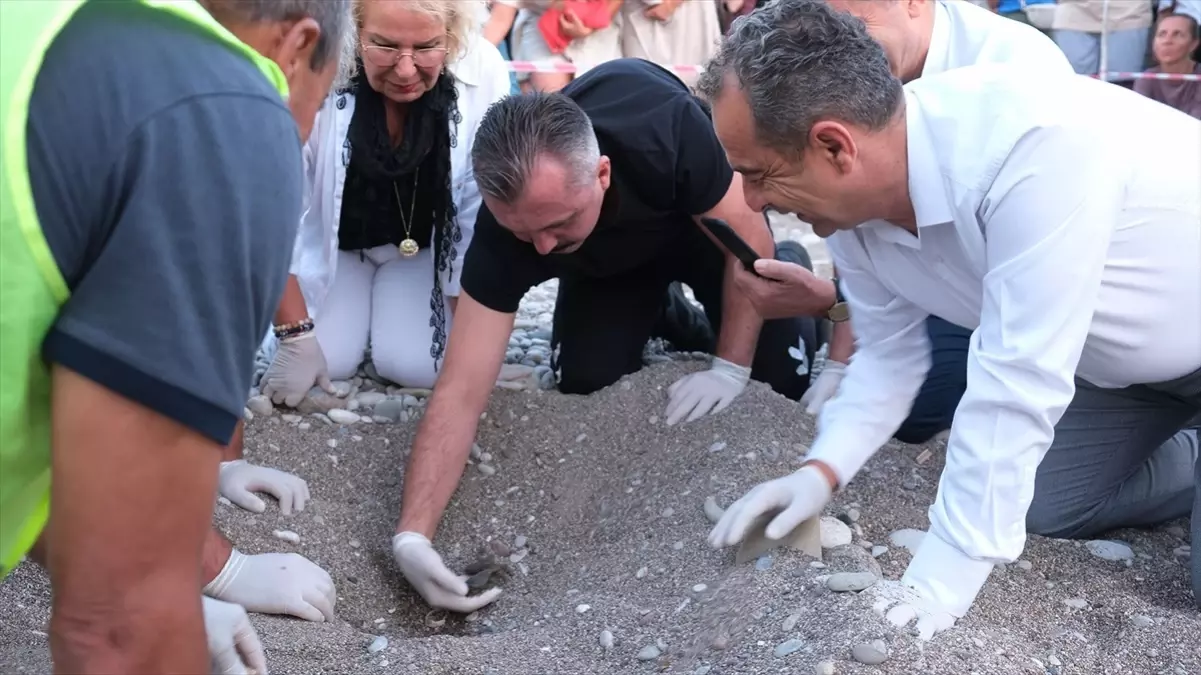 Çıralı\'da Caretta Caretta Yavruları Denize Kavuştu