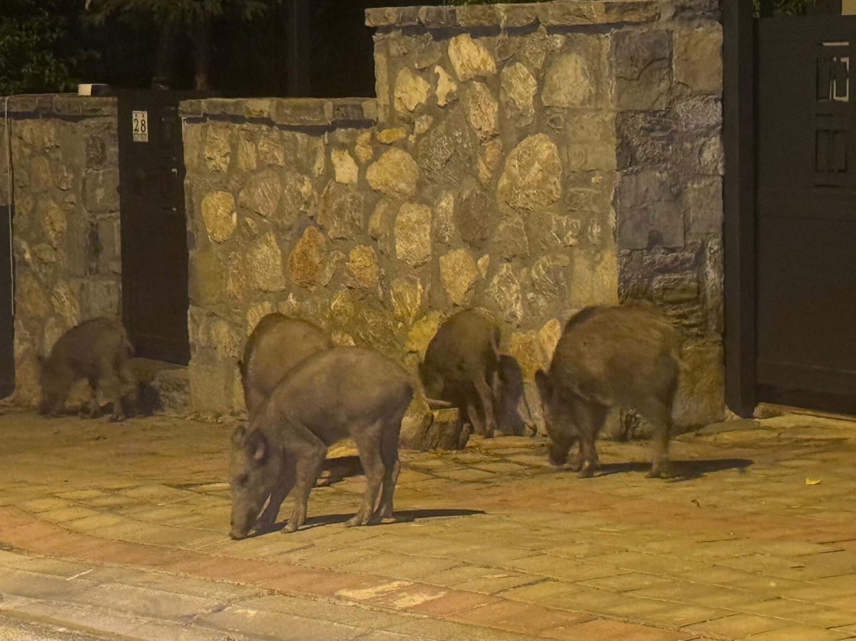 Bodrum\'da Aç Kalan Domuzlar Şehre İndi