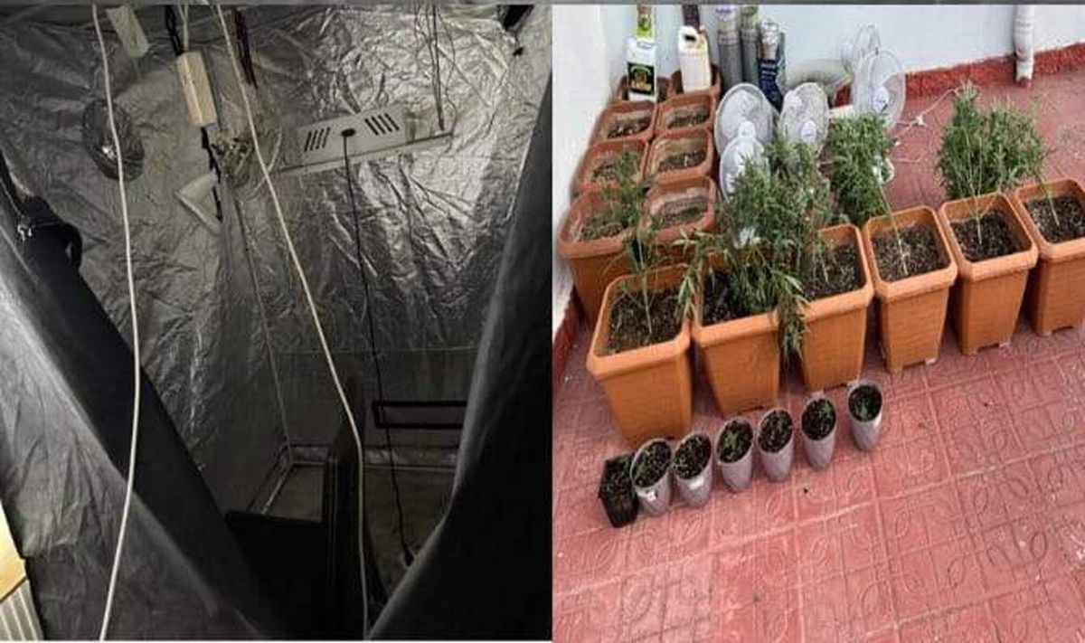 Çorlu\'da Kenevir Yetiştiren Şahıs Yakalandı