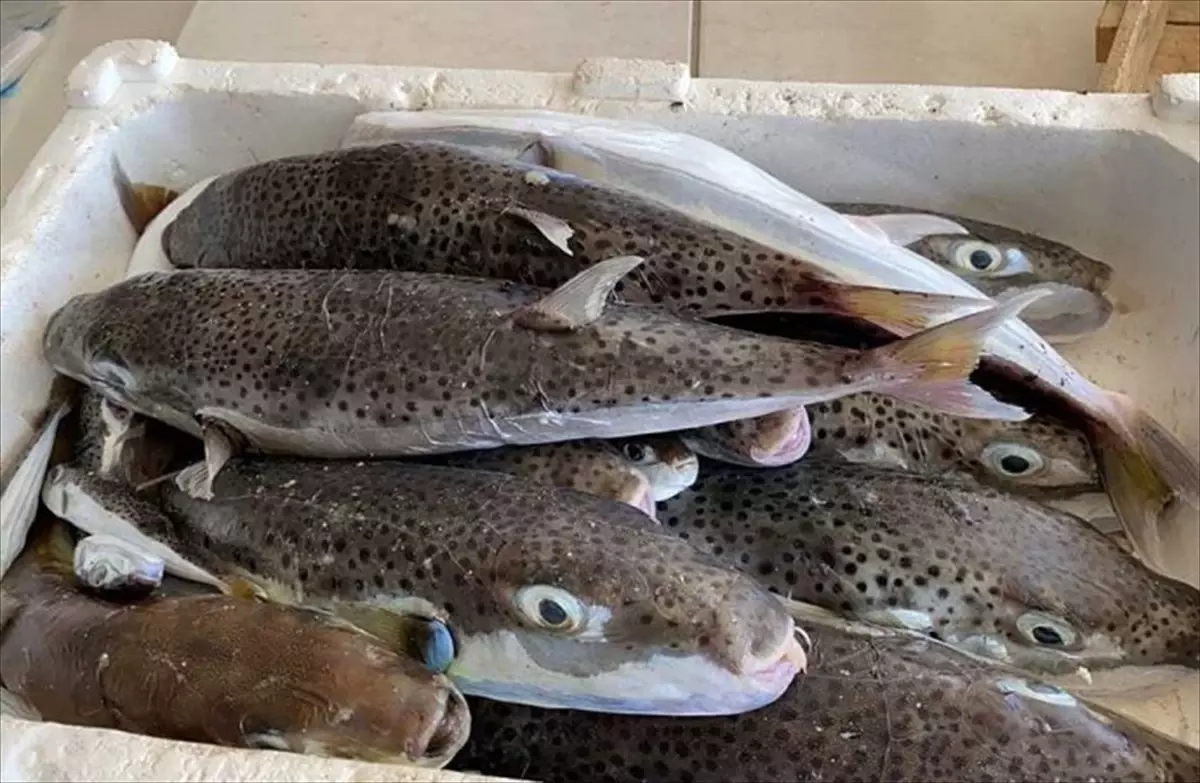 Hatay\'da 19 Bin Balon Balığı Yakalandı