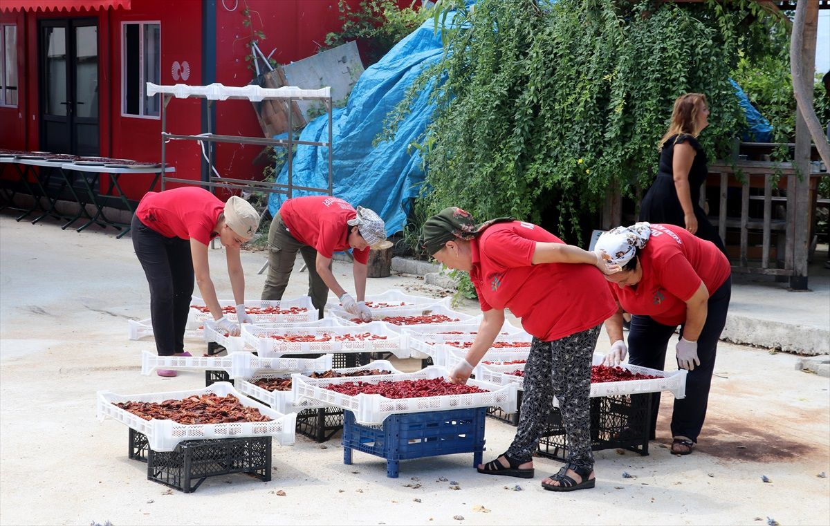 Depremzede Çiftçilere Tarım Eğitimi