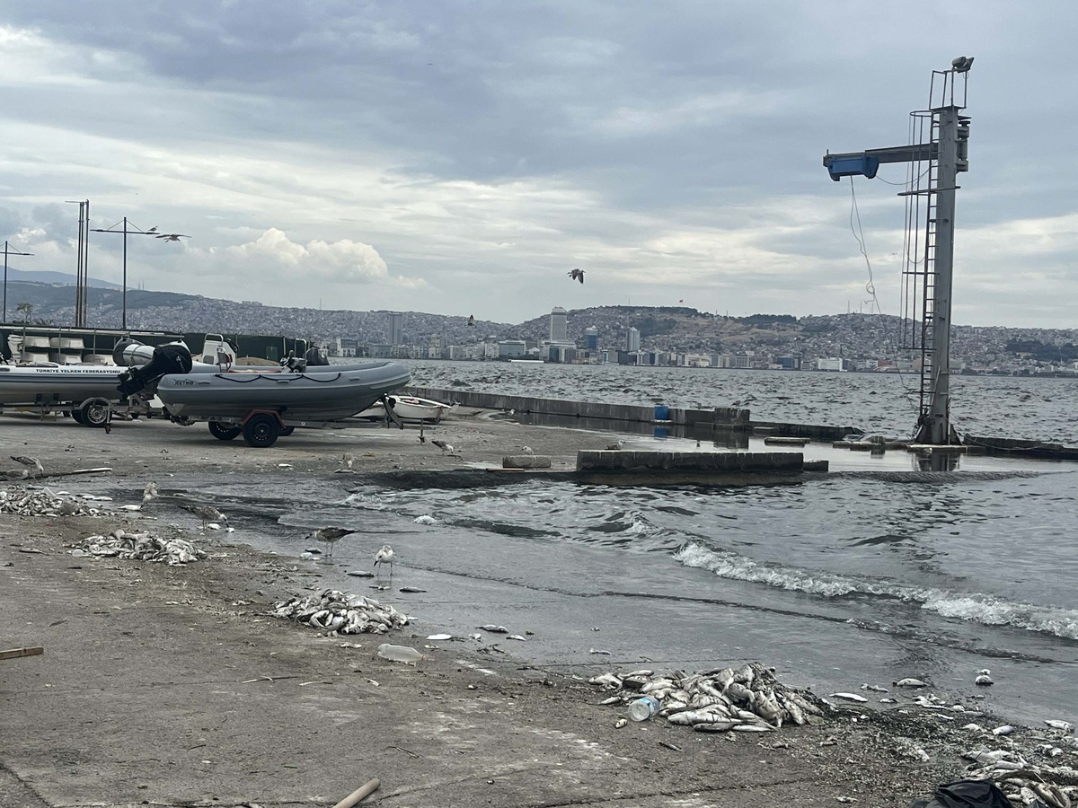 İzmir Körfezi\'ne Ceza ve Balık Ölümleri Devam Ediyor