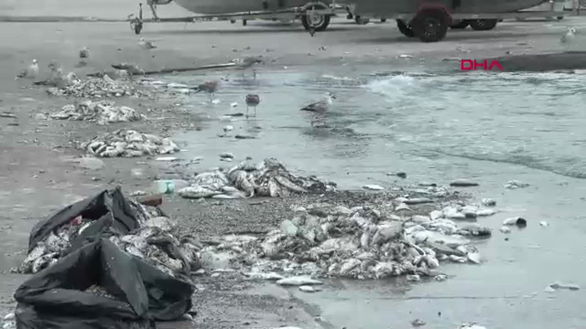 İzmir Körfezi\'nde Kirlik Cezası