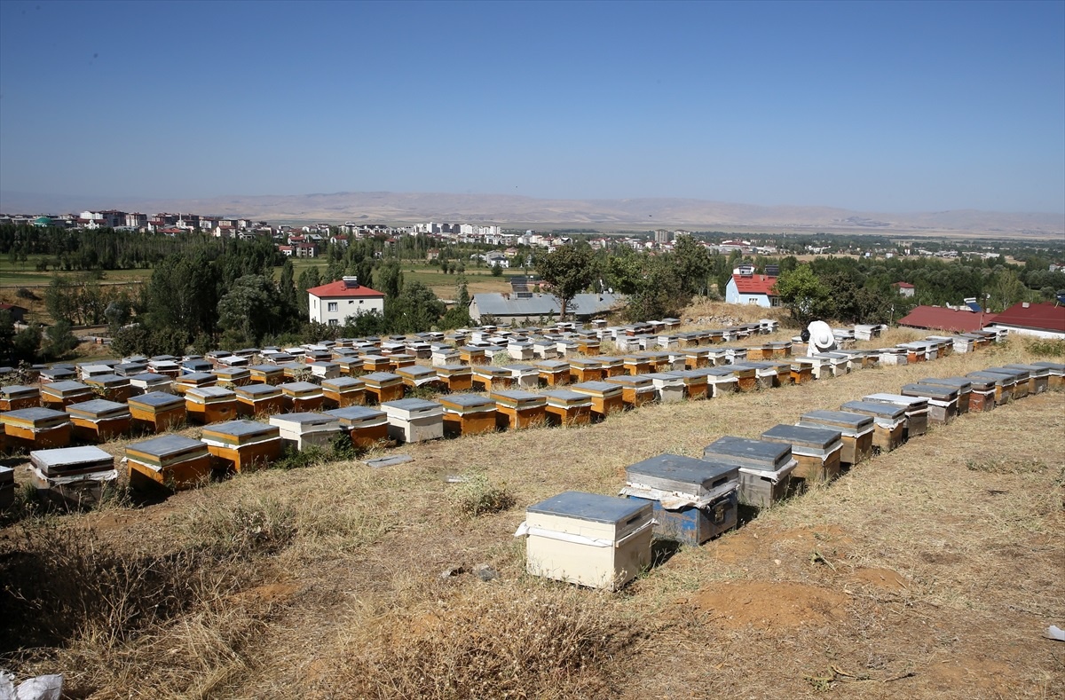 Aydın Bağlam\'dan 1000 Kovanla Arıcılık Başarısı