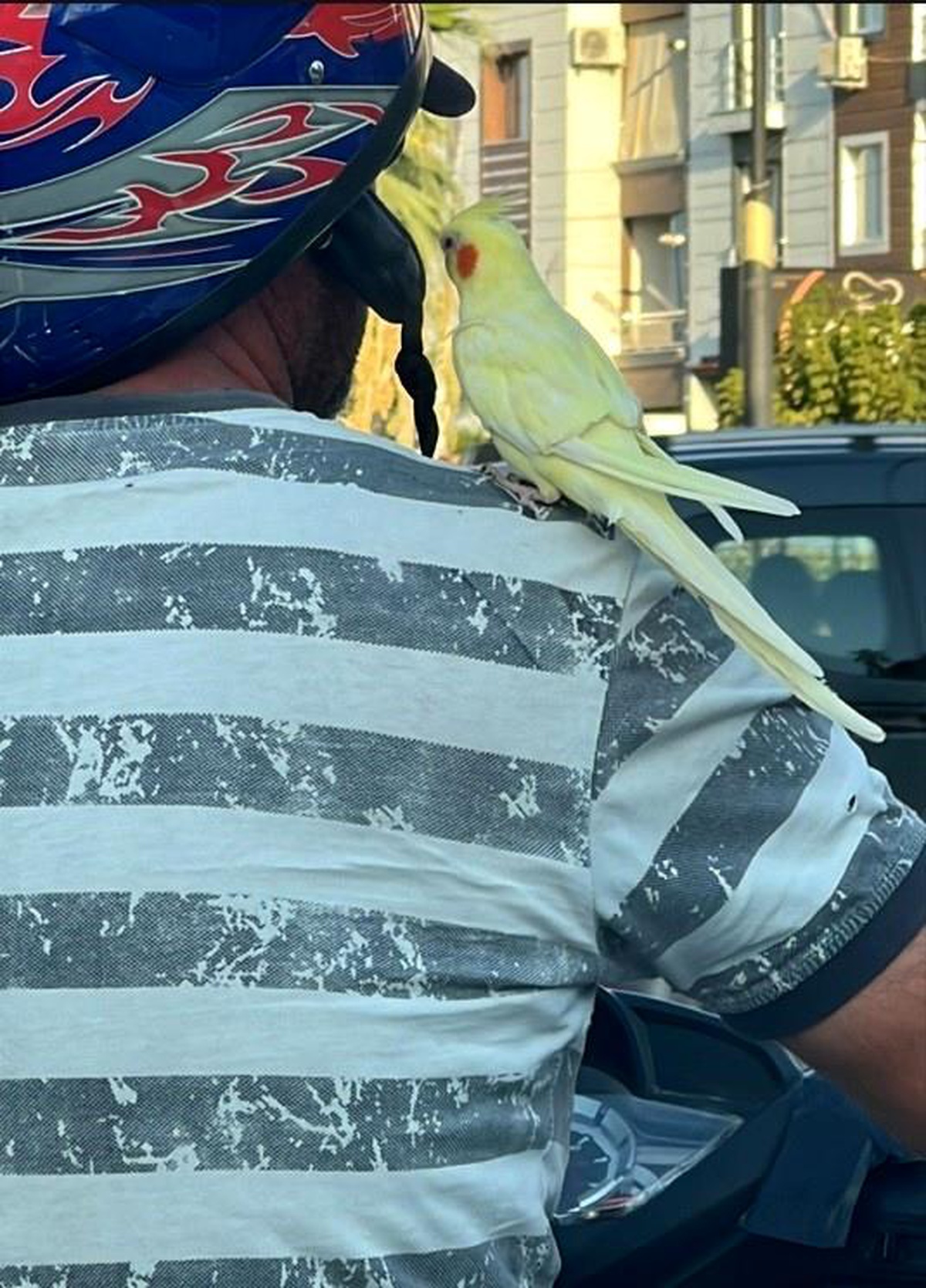 Manisa\'da Motosikletli Sürücü Omzundaki Papağanıyla Yolculuk Yaptı