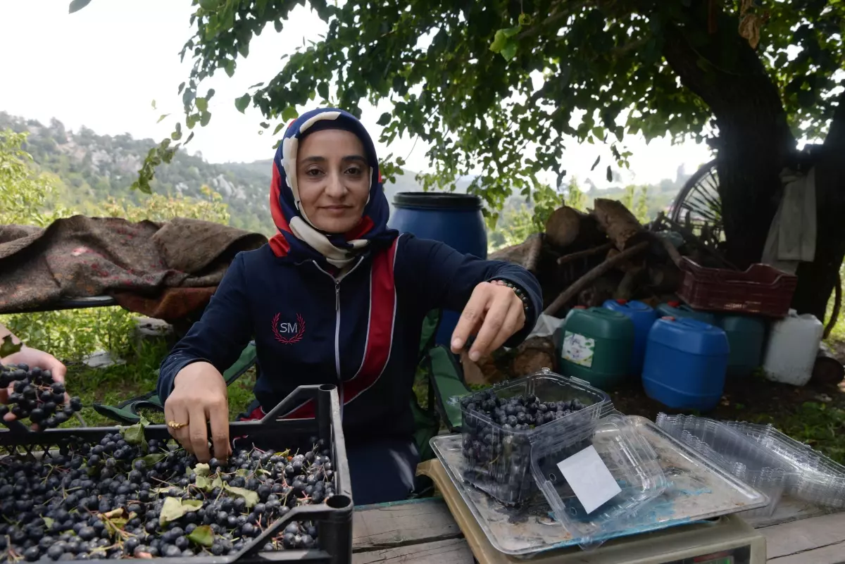 \'Süper meyve\' aronya hasat edilmeye başlandı