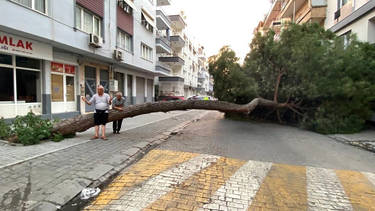 Aydın\'da Okul Girişine Yakın Çam Ağacı Yola Devrildi