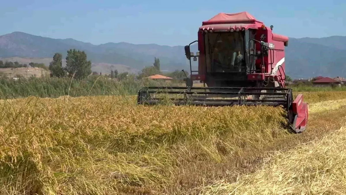 Mülkbükü Köyü\'nde Çeltik Hasadı Başladı