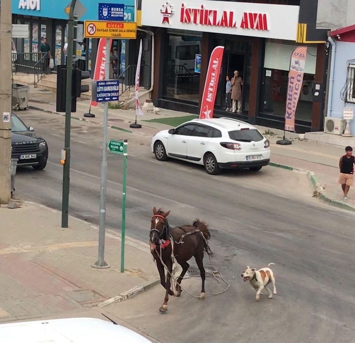 Pitbull Köpeği Ata Saldırdı