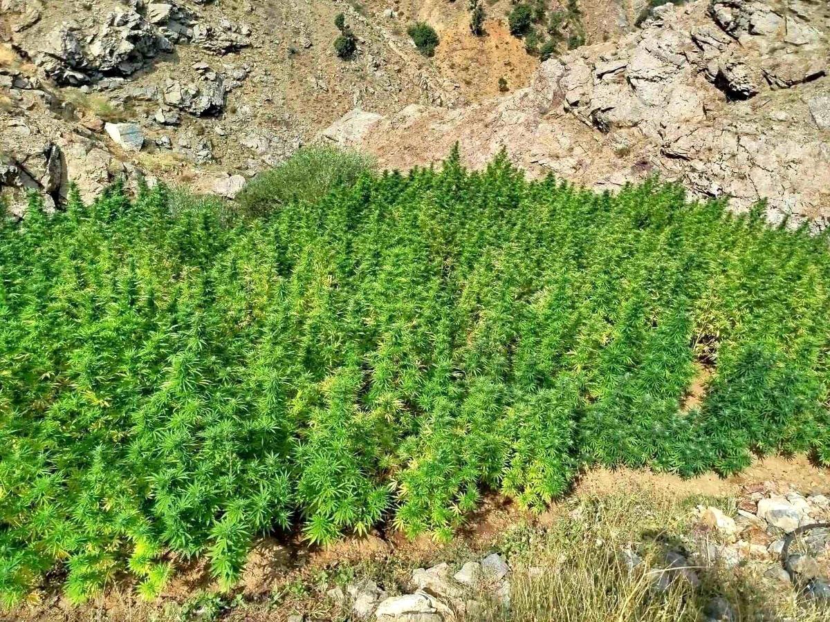 Bingöl\'de 5 Bin Kök Kenevir Ele Geçirildi
