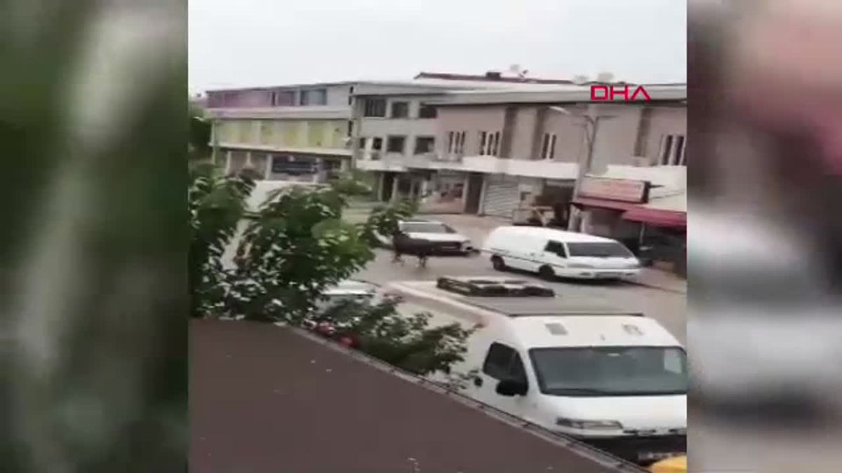 Pitbull Köpeği Ata Saldırdı