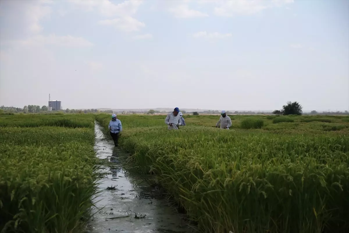 Edirne\'de 3 Yeni Çeltik Çeşidi Geliştirildi