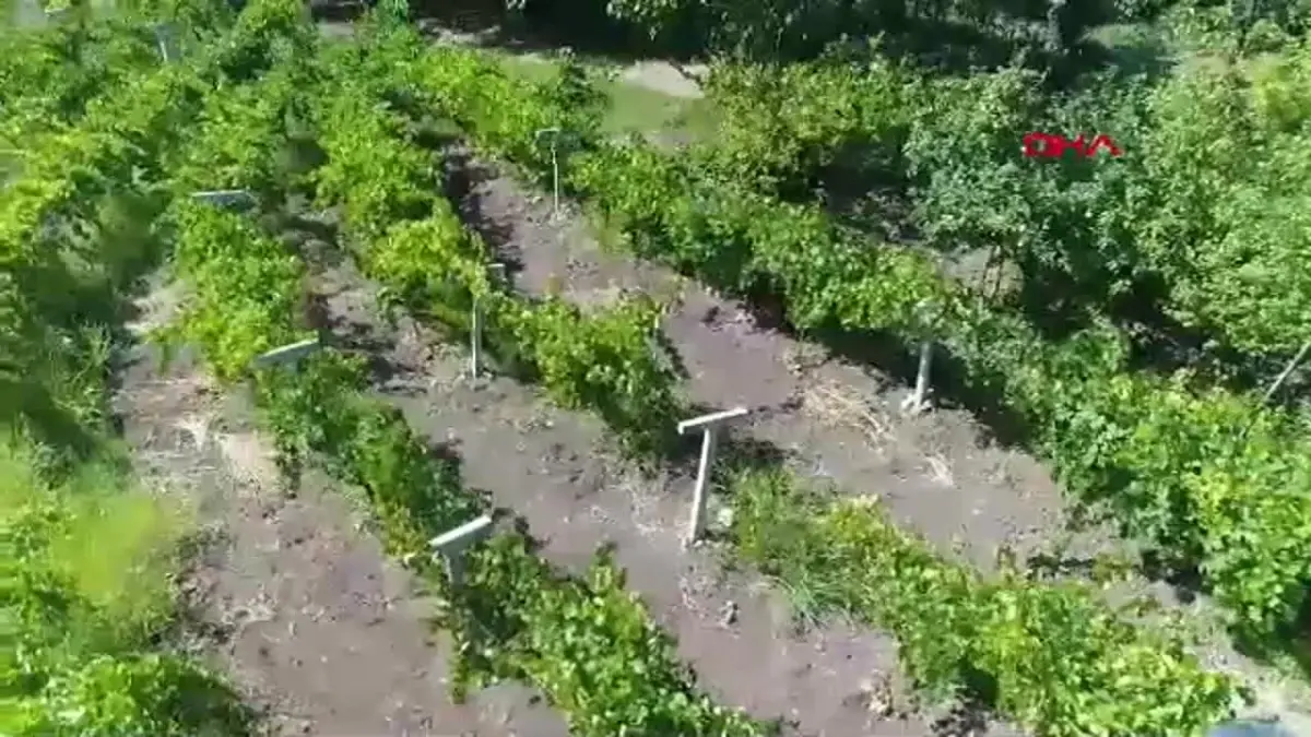 Elazığ\'da Kadınlardan Geleneksel Pestil