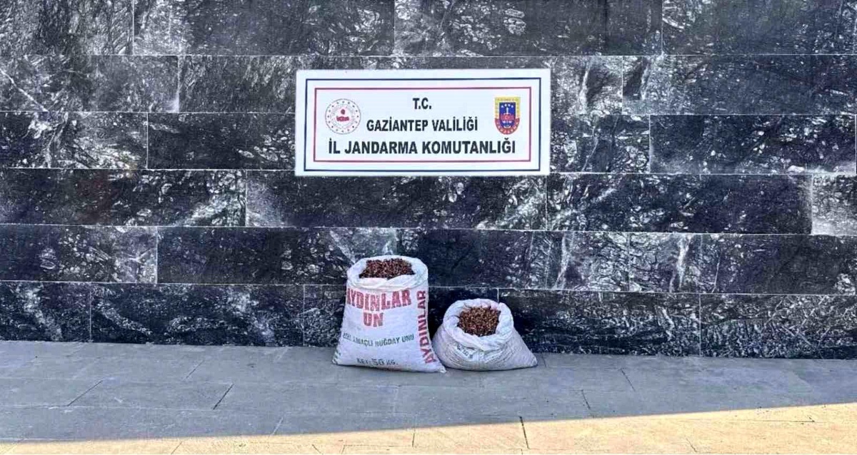 Gaziantep\'te Fıstık Hırsızlığı Operasyonu