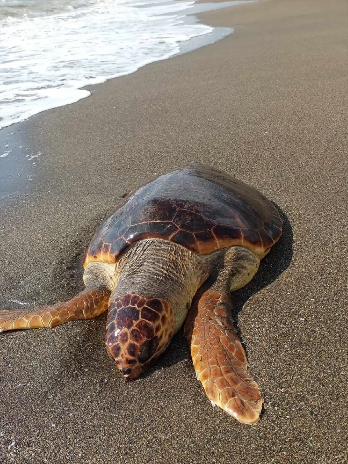 Samandağ\'da Ölü Caretta Caretta Bulundu