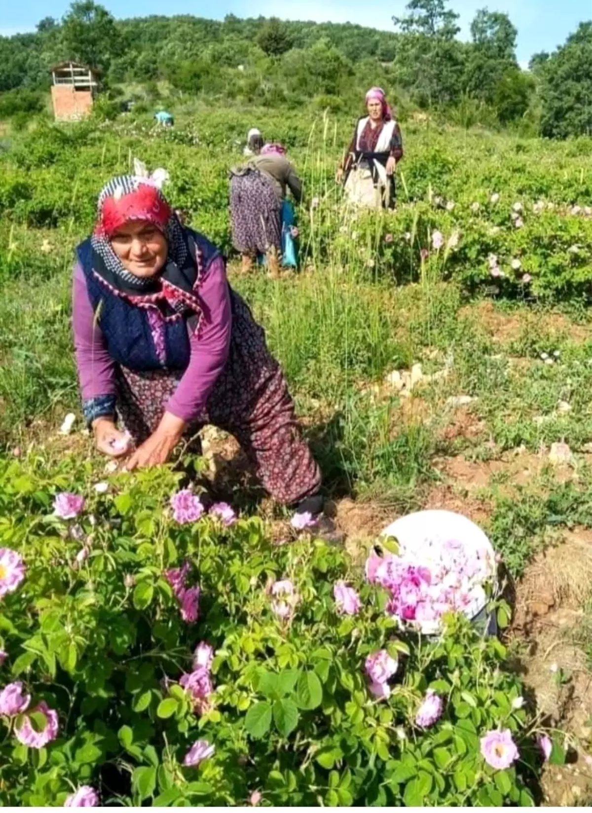 Isparta\'da Gül Fiyatı 90 Lira Belirlendi