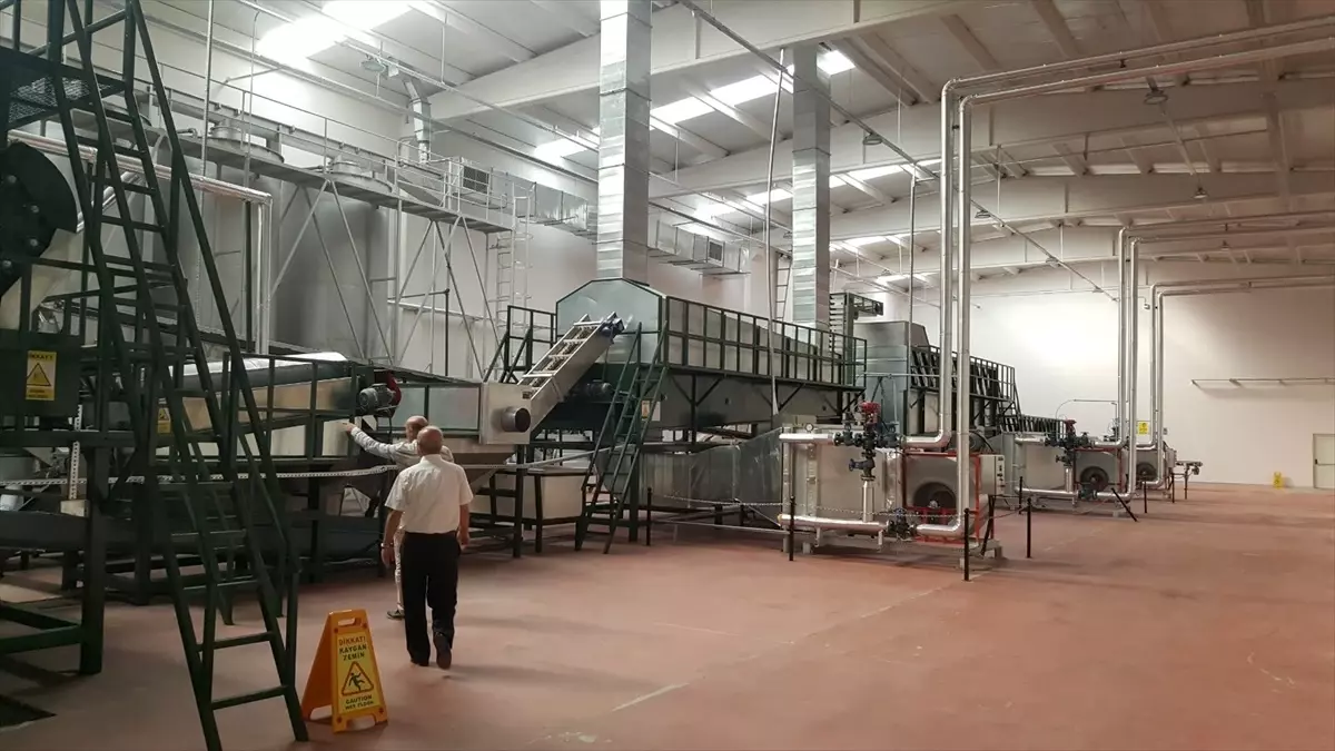 Siirt\'te Fıstık İşleme Tesisi Açılıyor