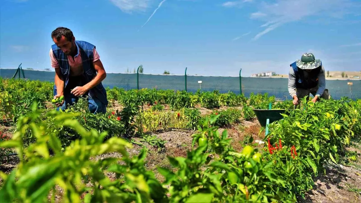 Keçiören Belediyesi İhtiyaç Sahiplerine 22 Ton Sebze ve Meyve Dağıttı