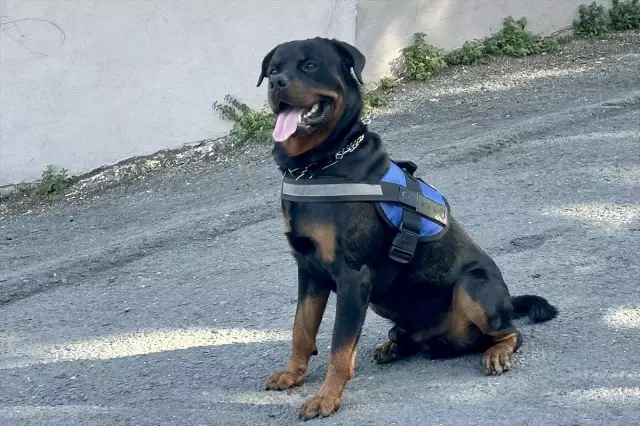 İstanbul'da Motosiklet Tamircisi Köpeğiyle Her Yere Gidiyor