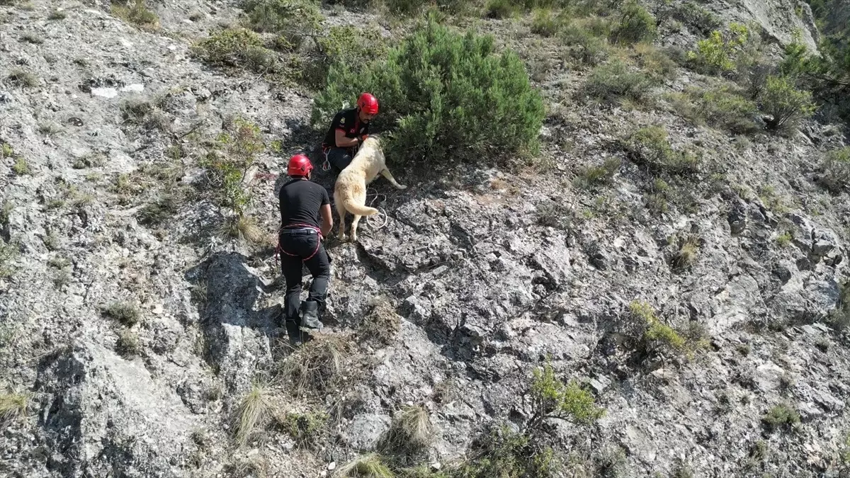 Köpek Kayalıklarda Mahsur Kalınca İtfaiye Devreye Girdi