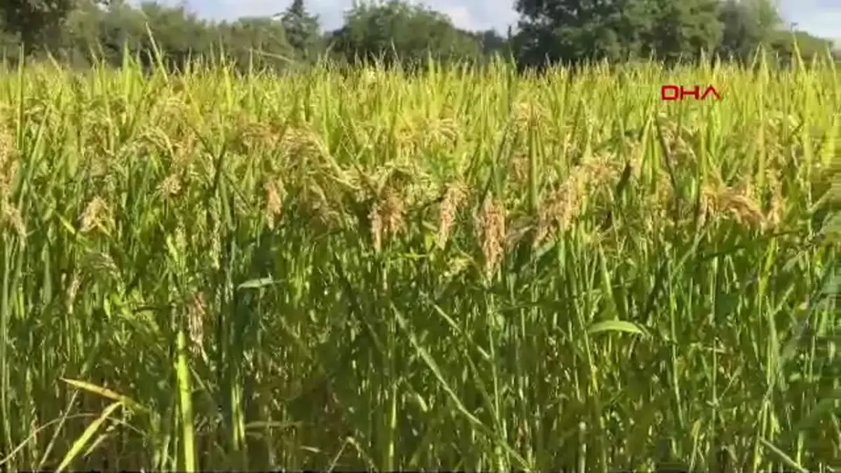 Edirne\'de Yeni Çeltik Çeşitleri Tanıtıldı