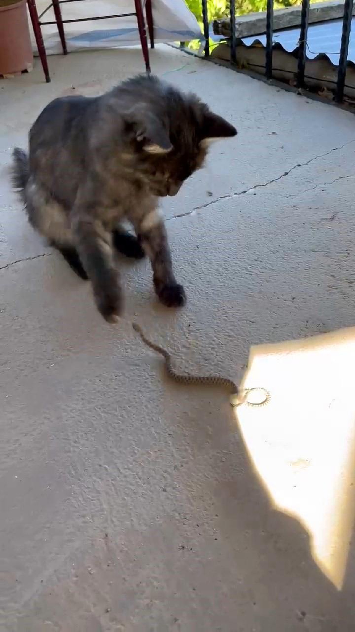 Kedi ve Yılanın Kavgası Kamerada