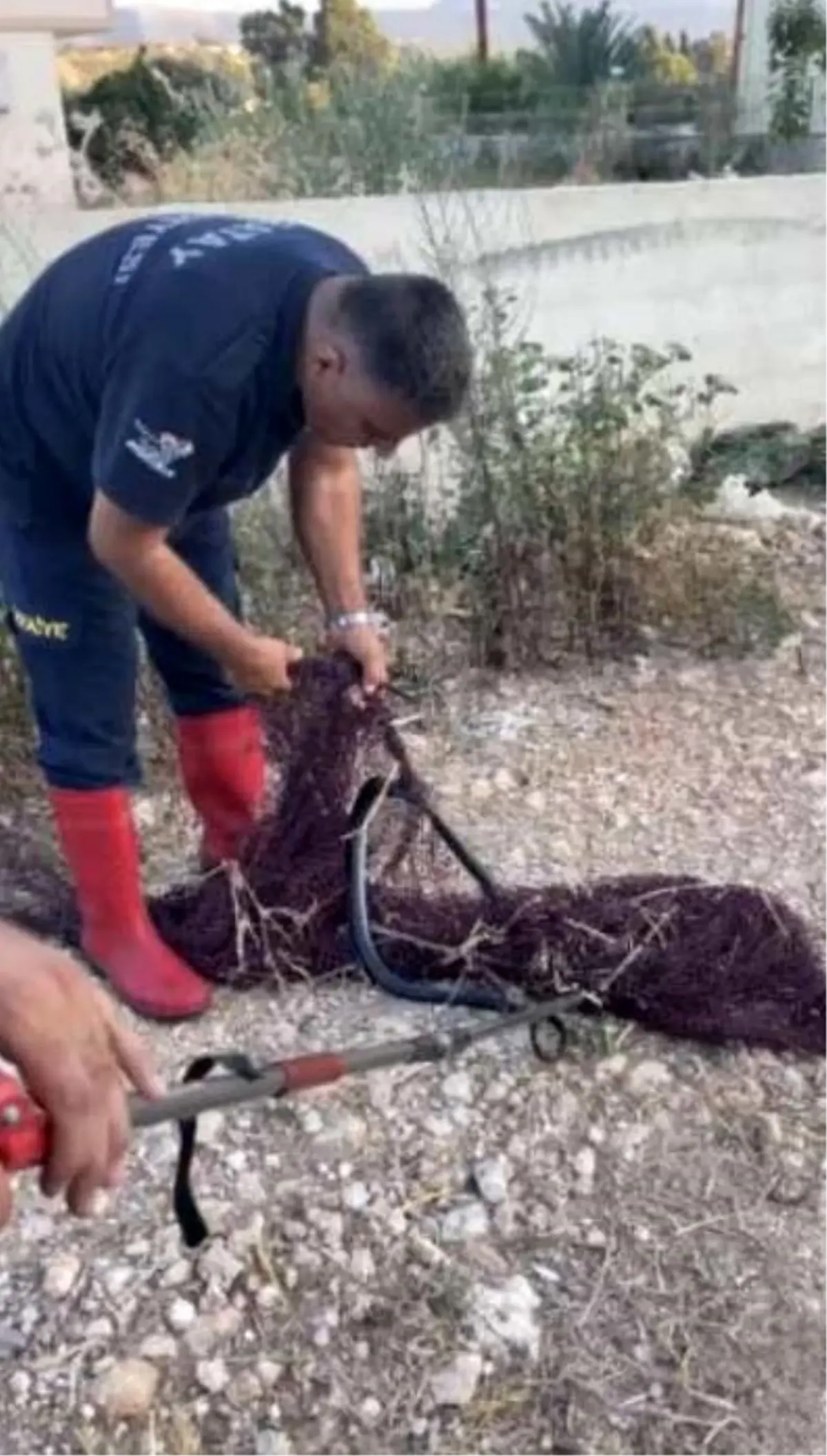 Hatay\'da balıkçı ağına takılan karayılan kurtarıldı