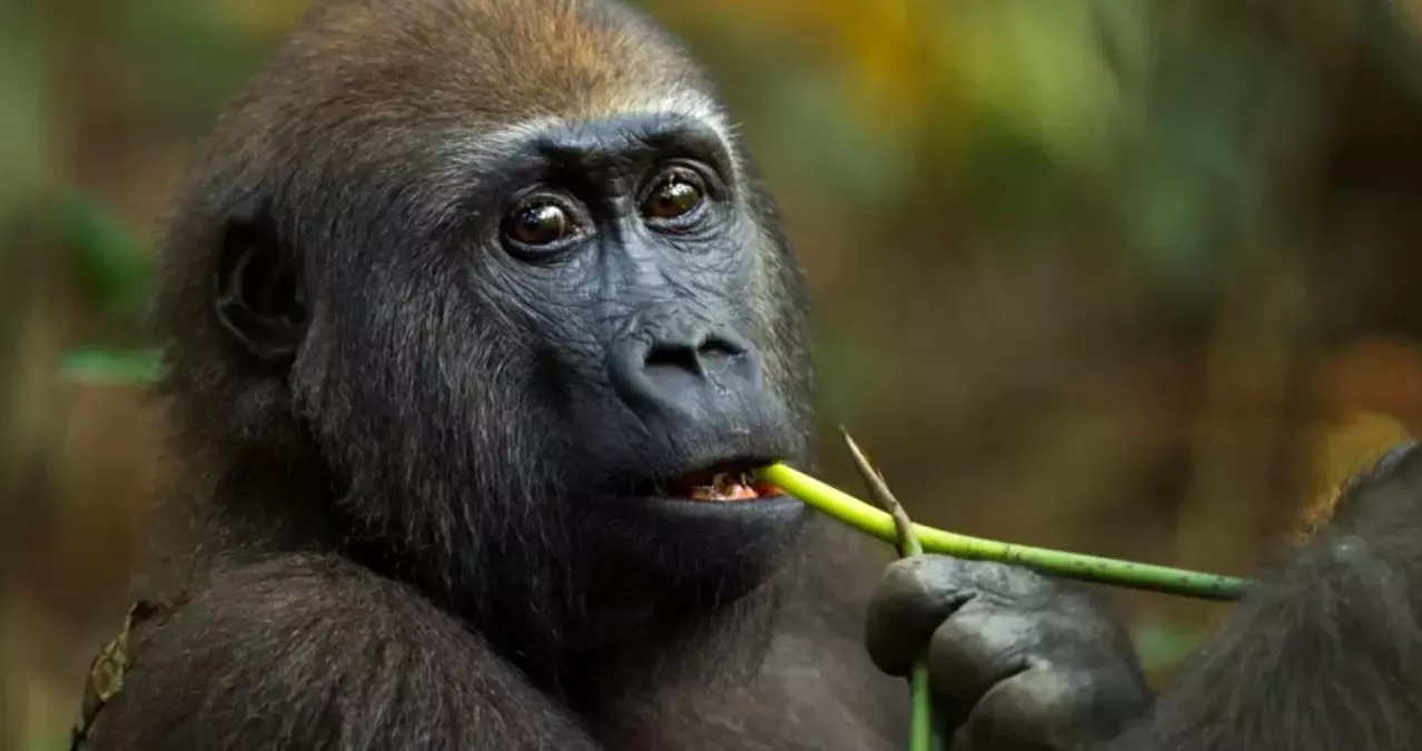 Gorillerin Şifalı Bitki Seçimi Umut Vadediyor