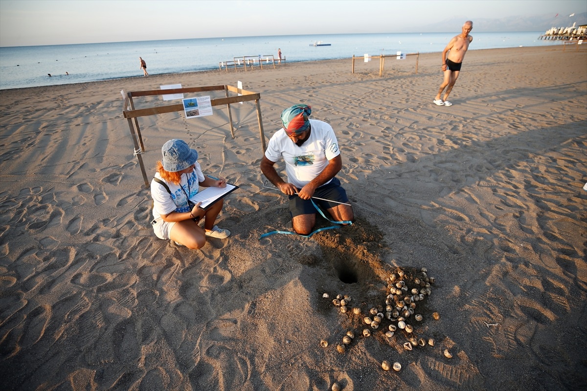 Caretta Carettalara Özen Artıyor