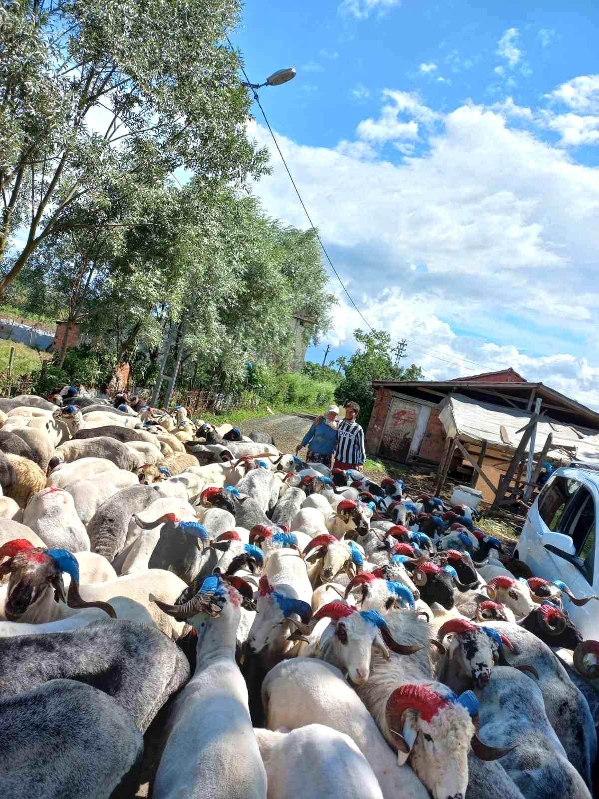 Trabzonsporlu Besici 2500 Hayvanının Boynuzunu Boyadı