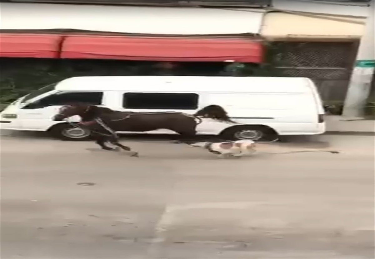 Pitbull Köpek Atı Isırdı, Koruma Altına Alındı
