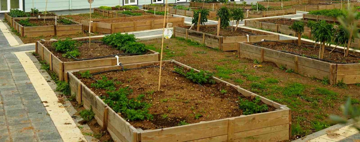 Ataşehir Belediyesi, Kent Bostanı Projesiyle Toplumsal Bilinci Artırıyor