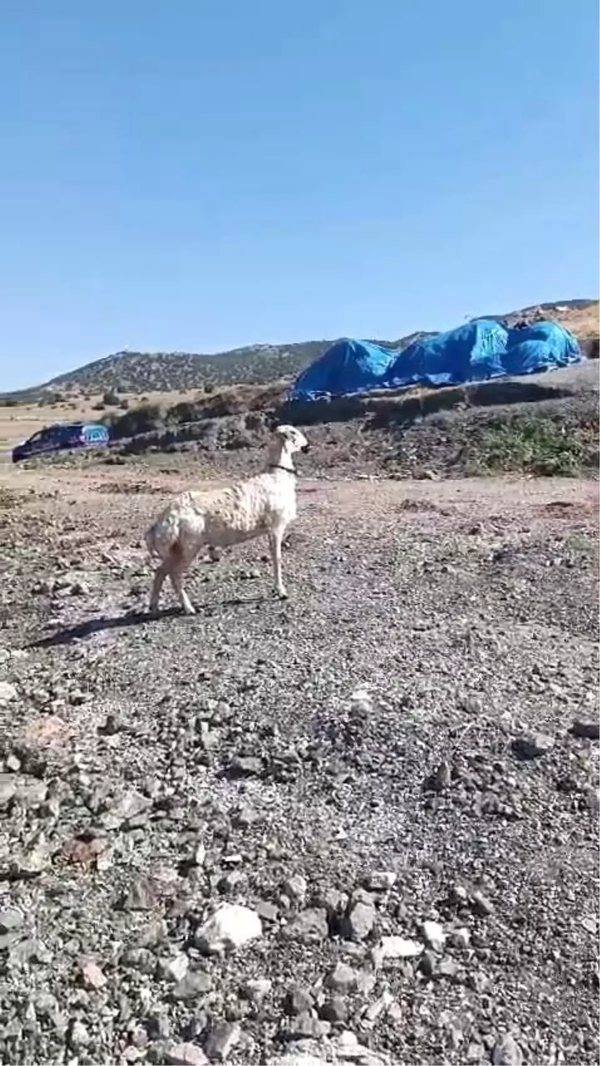 Köpeklerden Kaçan Koyun Baraja Düştü