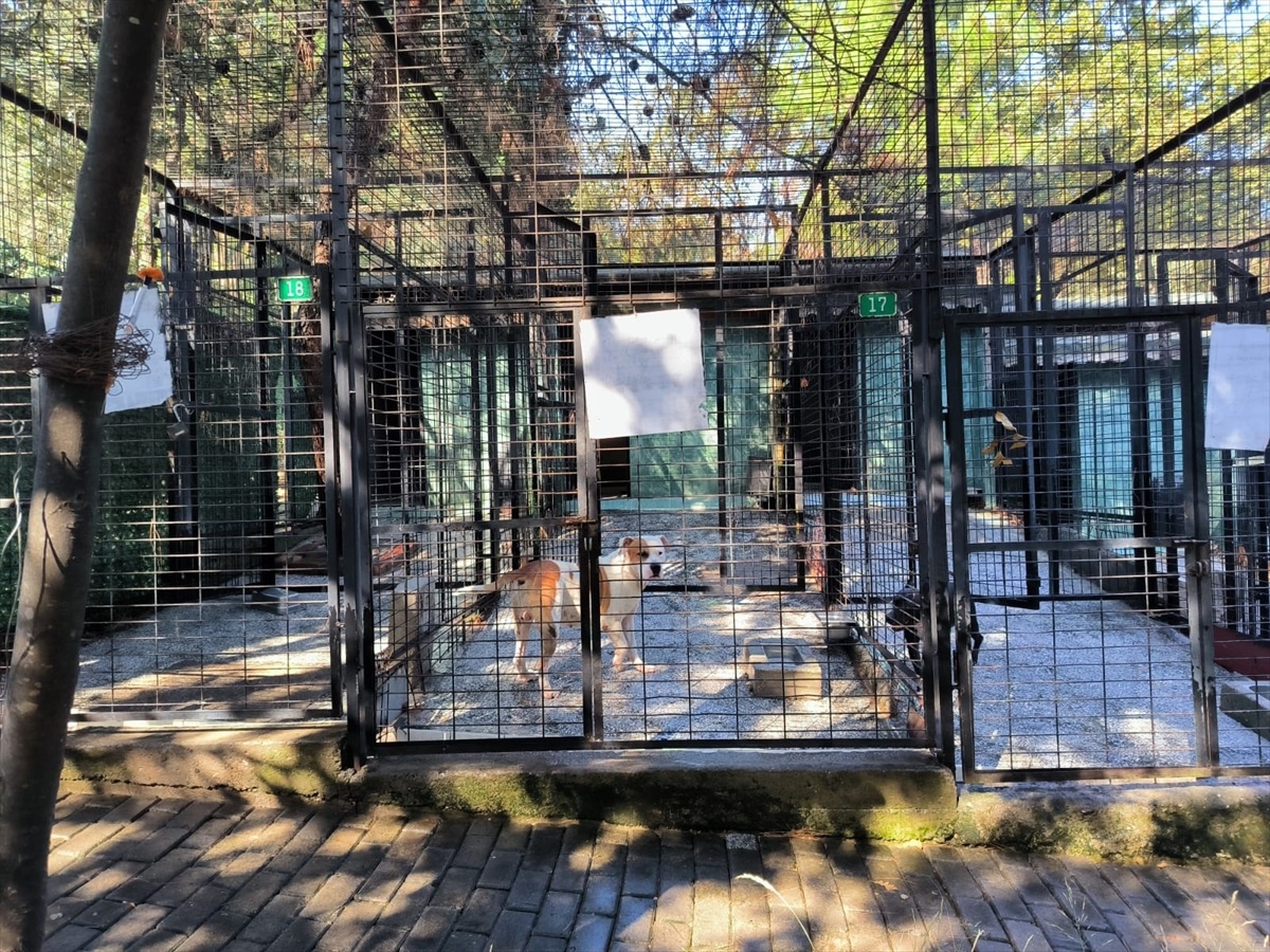 Pitbull Köpek Atı Yaraladı, Belediye Tarafından Yakalandı