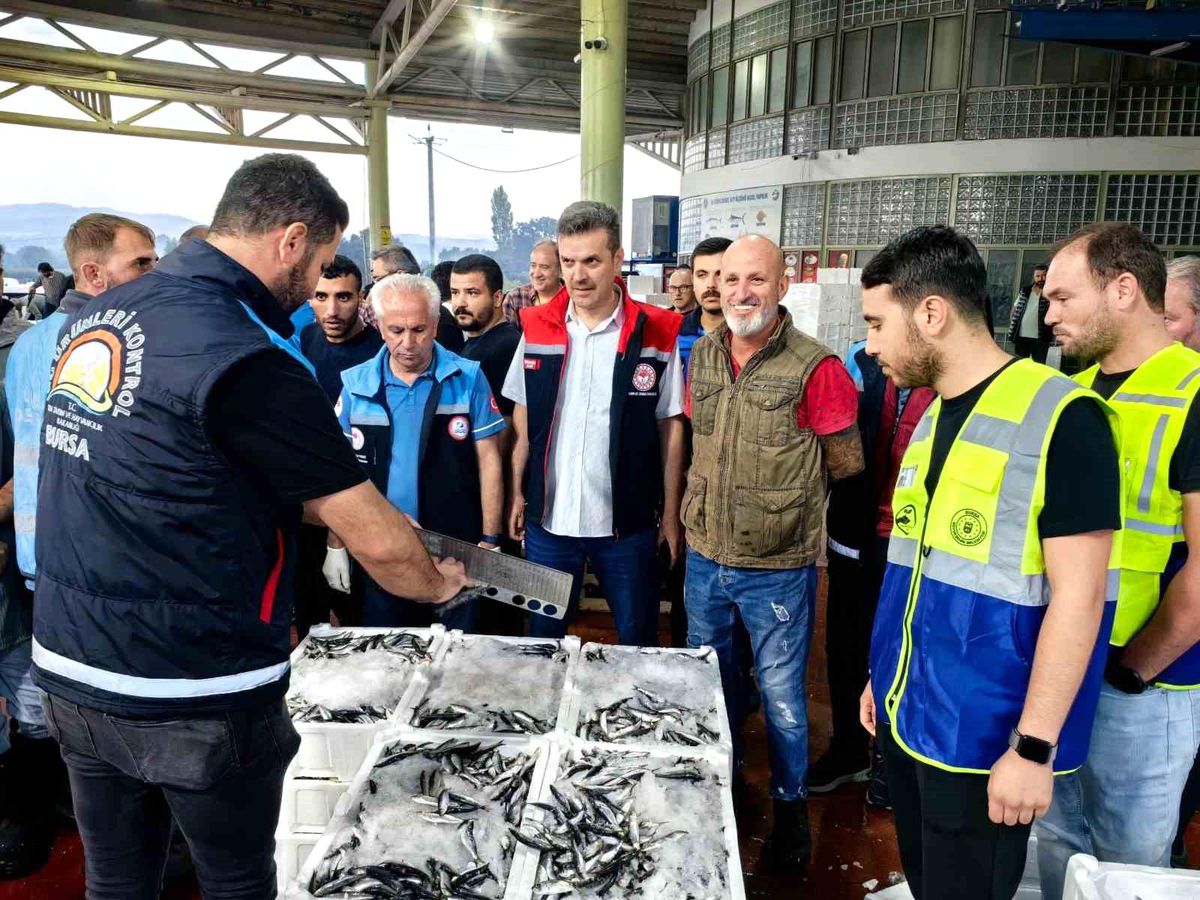 Bursa\'da El Koyulan Balıklar Denize Geri Bırakıldı
